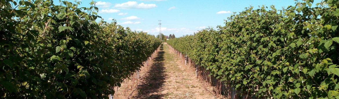 slide-kupine-opg-horvat.jpg